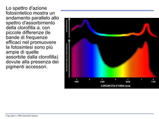 Lo spettro d'azione fotosintetico mostra un andamento parallelo allo spettro d'assorbimento della clorofilla  a , con piccole differenze (le bande di frequenze efficaci nel promuovere la fotosintesi sono più ampie di quelle assorbite dalla clorofilla) dovute alla presenza dei pigmenti accessori. 
