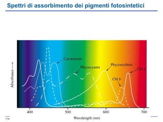 Spettri di assorbimento dei pigmenti fotosintetici 