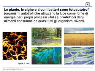 Le  piante, le alghe e alcuni batteri sono fotoautotrofi  (organismi autotrofi che utilizzano la luce come fonte di energia per i propri processi vitali) e  produttori  degli alimenti consumati da quasi tutti gli organismi viventi. 0 Figure 7.1A–D 