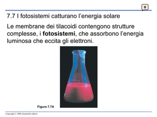 7.7 I fotosistemi catturano l’energia solare 0 Figura 7.7A Le membrane dei tilacoidi contengono strutture complesse, i  fotosistemi , che assorbono l’energia luminosa che eccita gli elettroni. 