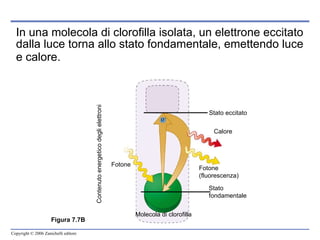 In una molecola di clorofilla isolata, un elettrone eccitato dalla luce torna allo stato fondamentale, emettendo luce e calore.   Figura 7.7B Contenuto energetico degli elettroni Fotone Stato eccitato Calore Fotone  (fluorescenza) Stato  fondamentale Molecola di clorofilla e – 