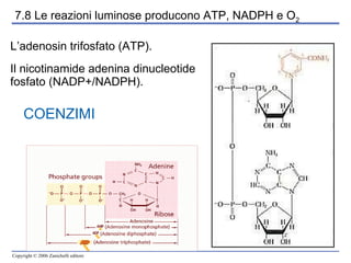 COENZIMI L’adenosin trifosfato (ATP).  Il nicotinamide adenina dinucleotide fosfato (NADP+/NADPH). 7.8 Le reazioni luminose producono ATP, NADPH e O 2 