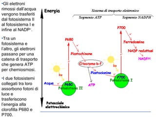 Gli elettroni rimossi dall’acqua vengono trasferiti dal fotosistema II al fotosistema I e infine al NADP + .  Tra un fotosistema e l’altro, gli elettroni passano per una catena di trasporto che genera ATP per chemiosmosi.  I due fotosistemi collegati tra loro assorbono fotoni di luce e trasferiscono l’energia alla clorofilla P680 e P700. 
