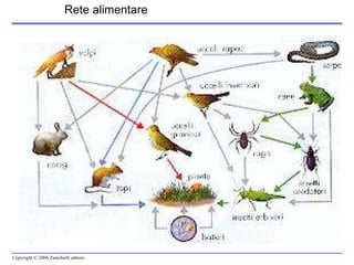 Rete alimentare 