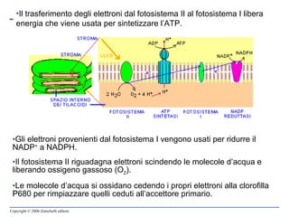 Gli elettroni provenienti dal fotosistema I vengono usati per ridurre il NADP +  a NADPH. Il fotosistema II riguadagna elettroni scindendo le molecole d’acqua e liberando ossigeno gassoso (O 2 ). Le molecole d’acqua si ossidano cedendo i propri elettroni alla clorofilla P680 per rimpiazzare quelli ceduti all’accettore primario.  Il trasferimento degli elettroni dal fotosistema II al fotosistema I libera energia che viene usata per sintetizzare l’ATP. 