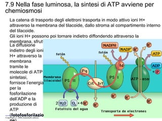 7.9 Nella fase luminosa, la sintesi di ATP avviene per chemiosmosi La catena di trasporto degli elettroni trasporta in modo attivo ioni H+  attraverso la membrana del tilacoide, dallo stroma al compartimento interno del tilacoide. Gli ioni H+ possono poi tornare indietro diffondendo attraverso la membrana, sfruttando l’energia generata dal gradiente di concentrazione.  La diffusione indietro degli ioni H+ attraverso la membrana tramite le molecole di ATP sintetasi, fornisce l’energia per la fosforilazione dell’ADP e la produzione di ATP ( fotofosforilazione ).   