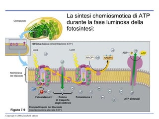 La sintesi chemiosmotica di ATP durante la fase luminosa della fotosintesi: Figura 7.9 Cloroplasto Stroma  (bassa concentrazione di H + ) Luce Luce NADP + + H + NADPH H + H + H + H + ATP P ADP + Membrana  del tilacoide H 2 O 1 2 O 2 2 H + H + H + H + H + H + H + H + H + H + H + Fotosistema  II Catena  di trasporto  degli elettroni Fotosistema  I ATP sintetasi Compartimento del tilacoide (concentrazione elevata di H + ) + 