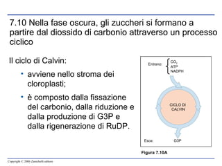 7.10 Nella fase oscura, gli zuccheri si formano a partire dal diossido di carbonio attraverso un processo ciclico Figura  7.10A Il ciclo di Calvin: avviene nello stroma dei cloroplasti; è composto dalla fissazione del carbonio, dalla riduzione e dalla produzione di G3P e dalla rigenerazione di RuDP. Entrano: CO 2 ATP NADPH CICLO DI  CALVIN G3P Esce : 