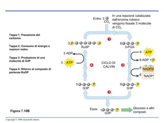 Figura  7.10B CICLO DI  CALVIN 3 3 P CO 2 Entra: In una reazione catalizzata  dall’enzima rubisco  vengono fissate 3 molecole di CO 2 P 6 P RudP 3-PGA G3P 6 P 6 ATP 6 ADP + P 6 NADPH 6 NADP + Esce : 1 P G3P Glucosio e altri composti 3 3 ADP ATP 5 P G3P 1 Tappa 1: Fissazione del carbonio 2 Tappa 2: Consumo di energia e reazioni redox 3 Tappa 3: Produzione di una molecola di G3P 4 Tappa 4: Ritorno al composto di partenza RuDP 