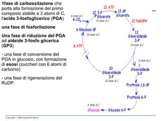1fase di carbossilazione  che porta alla formazione del primo composto stabile a 3 atomi di C, l' acido 3-fosfoglicerico  ( PGA ) una fase di fosforilazione Una fase di riduzione del PGA  ad  aldeide 3-fosfo glicerica  ( GP3 ) - una fase di conversione del PGA in glucosio, con formazione di  esosi  (zuccheri con 6 atomi di carbonio) - una fase di rigenerazione del RuDP. 