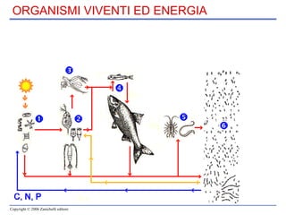 ORGANISMI VIVENTI ED ENERGIA 