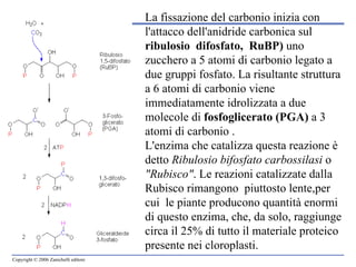 La fissazione del carbonio inizia con l'attacco dell'anidride carbonica sul  ribulosio  difosfato,  RuBP)  uno zucchero a 5 atomi di carbonio legato a due gruppi fosfato. La risultante struttura a 6 atomi di carbonio viene immediatamente idrolizzata a due molecole di  fosfoglicerato (PGA)  a 3 atomi di carbonio . L'enzima che catalizza questa reazione è detto  Ribulosio bifosfato carbossilasi  o  "Rubisco" . Le reazioni catalizzate dalla Rubisco rimangono  piuttosto lente,per cui  le piante producono quantità enormi di questo enzima, che, da solo, raggiunge circa il 25% di tutto il materiale proteico presente nei cloroplasti.  