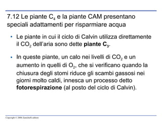 7.12 Le piante C 4  e la piante CAM presentano speciali adattamenti per risparmiare acqua Le piante in cui il ciclo di Calvin utilizza direttamente il CO 2  dell’aria sono dette  piante C 3 . In queste piante, un calo nei livelli di CO 2  e un aumento in quelli di O 2 , che si verificano quando la chiusura degli stomi riduce gli scambi gassosi nei giorni molto caldi, innesca un processo detto  fotorespirazione  (al posto del ciclo di Calvin). 