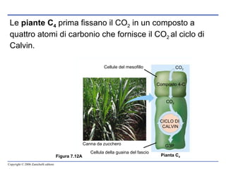 Le  piante C 4  prima fissano il CO 2  in un composto a quattro atomi di carbonio che fornisce il CO 2  al ciclo di Calvin. Figura 7.12A Canna da zucchero Pianta C 4   CICLO DI  CALVIN G3P CO 2 Composto 4-C CO 2 Cellule del mesofillo Cellula della guaina del fascio 