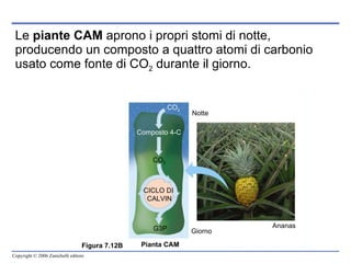 Le  piante CAM  aprono i propri stomi di notte, producendo un composto a quattro atomi di carbonio usato come fonte di CO 2  durante il giorno.   CO 2 Figura 7.12B Pianta CAM Giorno CICLO DI  CALVIN G3P CO 2 Composto 4-C Notte Ananas CO 2 