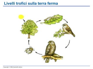 Livelli trofici sulla terra ferma 
