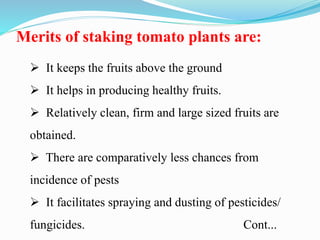 Merits of staking tomato plants are:
 It keeps the fruits above the ground
 It helps in producing healthy fruits.
 Relatively clean, firm and large sized fruits are
obtained.
 There are comparatively less chances from
incidence of pests
 It facilitates spraying and dusting of pesticides/
fungicides. Cont...
 