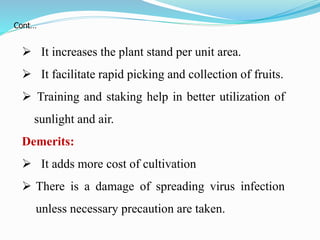  It increases the plant stand per unit area.
 It facilitate rapid picking and collection of fruits.
 Training and staking help in better utilization of
sunlight and air.
Demerits:
 It adds more cost of cultivation
 There is a damage of spreading virus infection
unless necessary precaution are taken.
Cont…
 