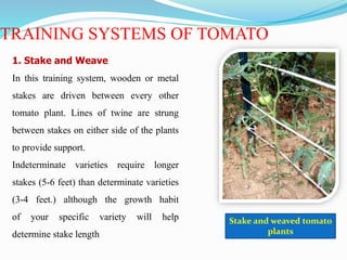 Stake and weaved tomato
plants
1. Stake and Weave
In this training system, wooden or metal
stakes are driven between every other
tomato plant. Lines of twine are strung
between stakes on either side of the plants
to provide support.
Indeterminate varieties require longer
stakes (5-6 feet) than determinate varieties
(3-4 feet.) although the growth habit
of your specific variety will help
determine stake length
TRAINING SYSTEMS OF TOMATO
 