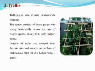 2.Trellis
Trellising is used to train indeterminate
tomatoes
The system consists of heavy gauge wire
strung horizontally across the top of
widely spaced, sturdy (3-6 inch) support
posts.
Lengths of twine are dropped from
this top wire and secured to the base of
each tomato plant (or to a bottom wire, if
used).
 