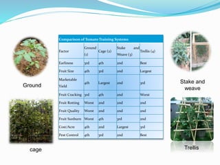Comparison of Tomato Training Systems
Factor
Ground
(1)
Cage (2)
Stake and
Weave (3)
Trellis (4)
Earliness 3rd 4th 2nd Best
Fruit Size 4th 3rd 2nd Largest
Marketable
Yield
4th Largest 2nd 3rd
Fruit Cracking 3rd 4th 2nd Worst
Fruit Rotting Worst 2nd 2nd 2nd
Fruit Quality Worst 2nd 2nd 2nd
Fruit Sunburn Worst 4th 3rd 2nd
Cost/Acre 4th 2nd Largest 3rd
Pest Control 4th 3rd 2nd Best
Ground
cage
Stake and
weave
Trellis
 