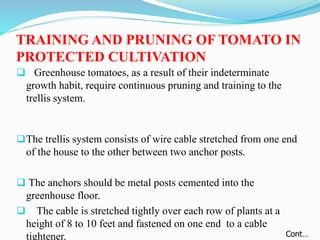 TRAINING AND PRUNING OF TOMATO IN
PROTECTED CULTIVATION
 Greenhouse tomatoes, as a result of their indeterminate
growth habit, require continuous pruning and training to the
trellis system.
The trellis system consists of wire cable stretched from one end
of the house to the other between two anchor posts.
 The anchors should be metal posts cemented into the
greenhouse floor.
 The cable is stretched tightly over each row of plants at a
height of 8 to 10 feet and fastened on one end to a cable
tightener. Cont…
 