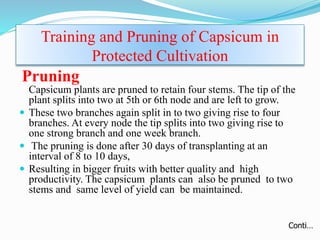 Training and Pruning of Capsicum in
Protected Cultivation
Pruning
Capsicum plants are pruned to retain four stems. The tip of the
plant splits into two at 5th or 6th node and are left to grow.
 These two branches again split in to two giving rise to four
branches. At every node the tip splits into two giving rise to
one strong branch and one week branch.
 The pruning is done after 30 days of transplanting at an
interval of 8 to 10 days,
 Resulting in bigger fruits with better quality and high
productivity. The capsicum plants can also be pruned to two
stems and same level of yield can be maintained.
Conti…
 