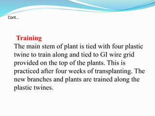 Training
The main stem of plant is tied with four plastic
twine to train along and tied to GI wire grid
provided on the top of the plants. This is
practiced after four weeks of transplanting. The
new branches and plants are trained along the
plastic twines.
Cont…
 