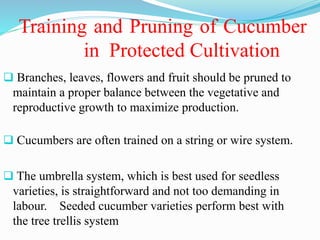 Training and Pruning of Cucumber
in Protected Cultivation
 Branches, leaves, flowers and fruit should be pruned to
maintain a proper balance between the vegetative and
reproductive growth to maximize production.
 Cucumbers are often trained on a string or wire system.
 The umbrella system, which is best used for seedless
varieties, is straightforward and not too demanding in
labour. Seeded cucumber varieties perform best with
the tree trellis system
 