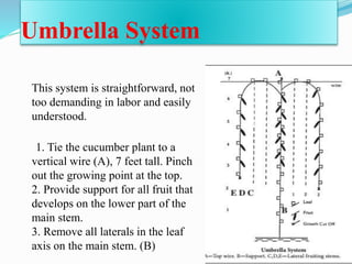 Umbrella System
This system is straightforward, not
too demanding in labor and easily
understood.
1. Tie the cucumber plant to a
vertical wire (A), 7 feet tall. Pinch
out the growing point at the top.
2. Provide support for all fruit that
develops on the lower part of the
main stem.
3. Remove all laterals in the leaf
axis on the main stem. (B)
 