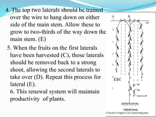 4. The top two laterals should be trained
over the wire to hang down on either
side of the main stem. Allow these to
grow to two-thirds of the way down the
main stem. (E)
5. When the fruits on the first laterals
have been harvested (C), those laterals
should be removed back to a strong
shoot, allowing the second laterals to
take over (D). Repeat this process for
lateral (E).
6. This renewal system will maintain
productivity of plants.
 
