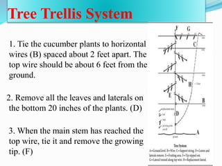 Tree Trellis System
1. Tie the cucumber plants to horizontal
wires (B) spaced about 2 feet apart. The
top wire should be about 6 feet from the
ground.
2. Remove all the leaves and laterals on
the bottom 20 inches of the plants. (D)
3. When the main stem has reached the
top wire, tie it and remove the growing
tip. (F)
 