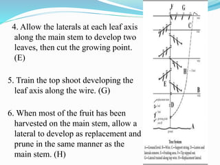 4. Allow the laterals at each leaf axis
along the main stem to develop two
leaves, then cut the growing point.
(E)
5. Train the top shoot developing the
leaf axis along the wire. (G)
6. When most of the fruit has been
harvested on the main stem, allow a
lateral to develop as replacement and
prune in the same manner as the
main stem. (H)
 