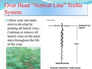 Over Head “Vertical Line” Trellis
System
 Allow only one main
stem to develop by
pruning all lateral vines.
Continue to remove all
lateral vines on the main
stem throughout the life
of the crop
 