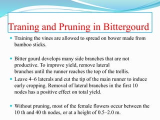 Traning and Pruning in Bittergourd
 Training the vines are allowed to spread on bower made from
bamboo sticks.
 Bitter gourd develops many side branches that are not
productive. To improve yield, remove lateral
branches until the runner reaches the top of the trellis.
 Leave 4–6 laterals and cut the tip of the main runner to induce
early cropping. Removal of lateral branches in the first 10
nodes has a positive effect on total yield.
 Without pruning, most of the female flowers occur between the
10 th and 40 th nodes, or at a height of 0.5–2.0 m.
 