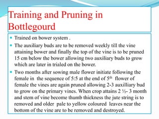 Training and Pruning in
Bottlegourd
 Trained on bower system .
 The auxiliary buds are to be removed weekly till the vine
attaining bower and finally the top of the vine is to be pruned
15 cm below the bower allowing two auxiliary buds to grow
which are later in trialed on the bower.
 Two months after sowing male flower initiate following the
female in the sequence of 5:5 at the end of 5th flower of
female the vines are again pruned allowing 2-3 auxilliary bud
to grow on the primary vines. When crop attains 2 ½- 3 month
and stem of vine become thumb thickness the jute string is to
removed and older pale to yellow coloured leaves near the
bottom of the vine are to be removed and destroyed.
 