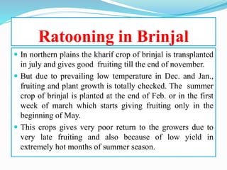 Ratooning in Brinjal
 In northern plains the kharif crop of brinjal is transplanted
in july and gives good fruiting till the end of november.
 But due to prevailing low temperature in Dec. and Jan.,
fruiting and plant growth is totally checked. The summer
crop of brinjal is planted at the end of Feb. or in the first
week of march which starts giving fruiting only in the
beginning of May.
 This crops gives very poor return to the growers due to
very late fruiting and also because of low yield in
extremely hot months of summer season.
 
