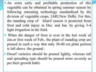  An extra early and profitable production of this
vegetable can be obtained in spring summer season by
following ratooning technology standardised by the
division of vegetable crops, IARI,New Delhi. For this,
the standing crop of kharif season is protected from
frost and cold injury in Dec. and Jan. by giving 3-4
light irrigartion in the field.
 When the danger of frost is over in the last week of
Jan.or first week of Feb., the plant of standing crop are
pruned in such a way that only 30-40 cm plant portion
is left above the ground .
 Dwarf varieties should be pruned lightly, whereas tall
and spreading type should be pruned more severely as
per their growth habit.
 