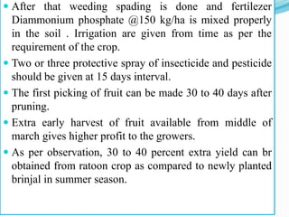  After that weeding spading is done and fertilezer
Diammonium phosphate @150 kg/ha is mixed properly
in the soil . Irrigation are given from time as per the
requirement of the crop.
 Two or three protective spray of insecticide and pesticide
should be given at 15 days interval.
 The first picking of fruit can be made 30 to 40 days after
pruning.
 Extra early harvest of fruit available from middle of
march gives higher profit to the growers.
 As per observation, 30 to 40 percent extra yield can br
obtained from ratoon crop as compared to newly planted
brinjal in summer season.
 