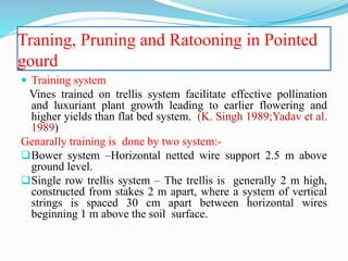 Traning, Pruning and Ratooning in Pointed
gourd
 Training system
Vines trained on trellis system facilitate effective pollination
and luxuriant plant growth leading to earlier flowering and
higher yields than flat bed system. (K. Singh 1989;Yadav et al.
1989)
Genarally training is done by two system:-
Bower system –Horizontal netted wire support 2.5 m above
ground level.
Single row trellis system – The trellis is generally 2 m high,
constructed from stakes 2 m apart, where a system of vertical
strings is spaced 30 cm apart between horizontal wires
beginning 1 m above the soil surface.
 