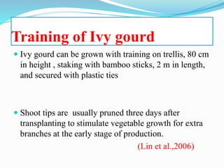 Training of Ivy gourd
 Ivy gourd can be grown with training on trellis, 80 cm
in height , staking with bamboo sticks, 2 m in length,
and secured with plastic ties
 Shoot tips are usually pruned three days after
transplanting to stimulate vegetable growth for extra
branches at the early stage of production.
(Lin et al.,2006)
 