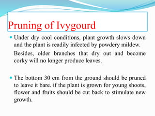 Pruning of Ivygourd
 Under dry cool conditions, plant growth slows down
and the plant is readily infected by powdery mildew.
Besides, older branches that dry out and become
corky will no longer produce leaves.
 The bottom 30 cm from the ground should be pruned
to leave it bare. if the plant is grown for young shoots,
flower and fruits should be cut back to stimulate new
growth.
 