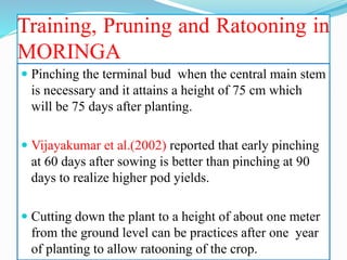 Training, Pruning and Ratooning in
MORINGA
 Pinching the terminal bud when the central main stem
is necessary and it attains a height of 75 cm which
will be 75 days after planting.
 Vijayakumar et al.(2002) reported that early pinching
at 60 days after sowing is better than pinching at 90
days to realize higher pod yields.
 Cutting down the plant to a height of about one meter
from the ground level can be practices after one year
of planting to allow ratooning of the crop.
 