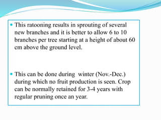  This ratooning results in sprouting of several
new branches and it is better to allow 6 to 10
branches per tree starting at a height of about 60
cm above the ground level.
 This can be done during winter (Nov.-Dec.)
during which no fruit production is seen. Crop
can be normally retained for 3-4 years with
regular pruning once an year.
 