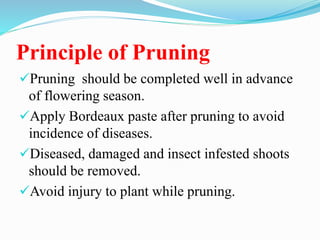 Principle of Pruning
Pruning should be completed well in advance
of flowering season.
Apply Bordeaux paste after pruning to avoid
incidence of diseases.
Diseased, damaged and insect infested shoots
should be removed.
Avoid injury to plant while pruning.
 