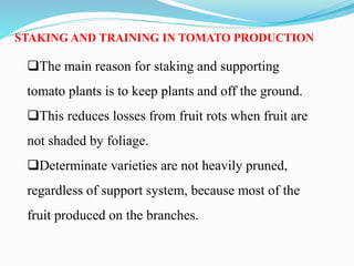 STAKING AND TRAINING IN TOMATO PRODUCTION
The main reason for staking and supporting
tomato plants is to keep plants and off the ground.
This reduces losses from fruit rots when fruit are
not shaded by foliage.
Determinate varieties are not heavily pruned,
regardless of support system, because most of the
fruit produced on the branches.
 