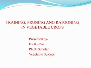 TRAINING, PRUNING ANG RATOONING
IN VEGETABLE CROPS
Presented by-
lav Kumar
Ph.D. Scholar
Vegetable Science
 