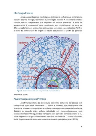 Botânica Sistemática: Fundamentos e Práticas | Morfologia Vegetal: da ...