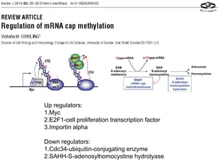Up regulators: 
1.Myc 
2.E2F1-cell proliferation transcription factor 
3.Importin alpha 
Down regulators: 
1.Cdc34-ubiquitin-conjugating enzyme 
2.SAHH-S-adenosylhomocystine hydrolyase 
 