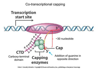 Co-transcriptional capping 
Carboxy-terminal 
domain 
~30 nucleotide 
Addition of guanine in 
opposite direction 
 